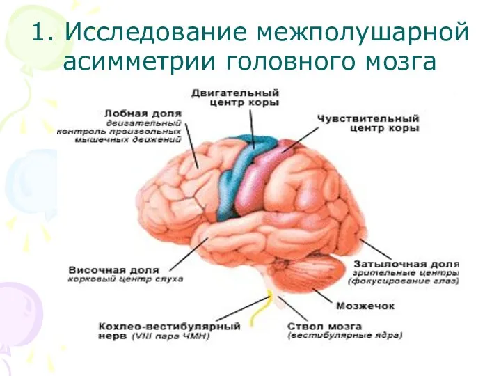 1. Исследование межполушарной асимметрии головного мозга