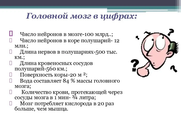 Головной мозг в цифрах: Число нейронов в мозге-100 млрд..; Число нейронов