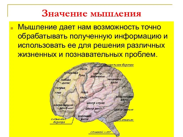 Значение мышления Мышление дает нам возможность точно обрабатывать полученную информацию и