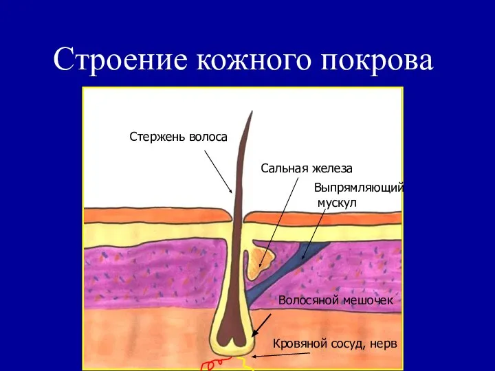 Строение кожного покрова Стержень волоса Сальная железа Выпрямляющий мускул Волосяной мешочек Кровяной сосуд, нерв