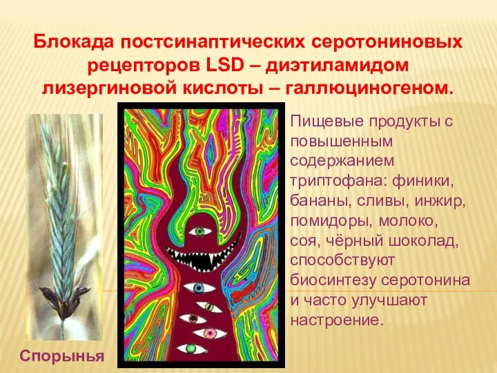 Дневное отделение фармацевтического факультета Блокада постсинаптических серотониновых рецепторов LSD – диэтиламидом