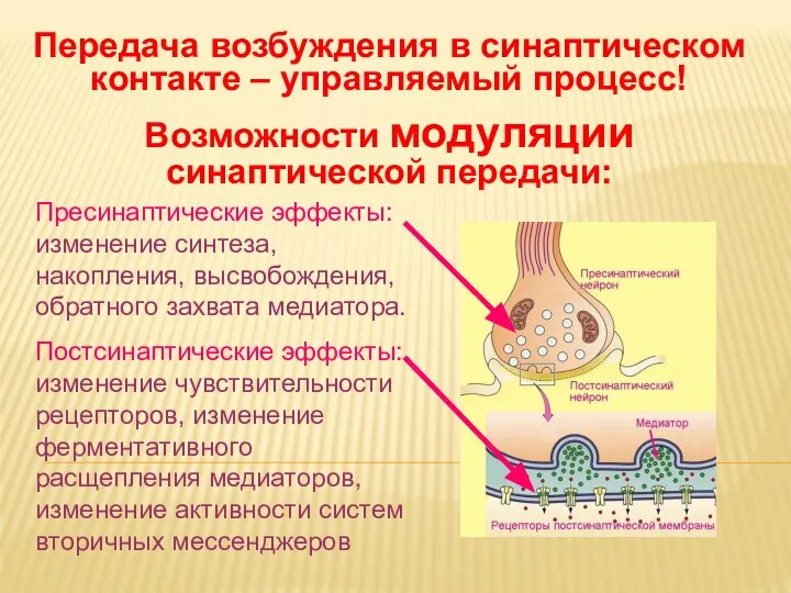 Дневное отделение фармацевтического факультета Передача возбуждения в синаптическом контакте – управляемый