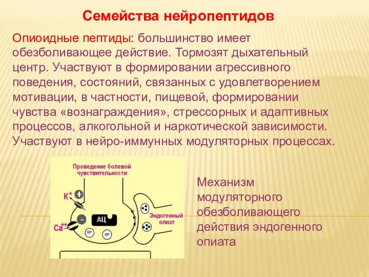 Дневное отделение фармацевтического факультета Семейства нейропептидов Опиоидные пептиды: большинство имеет обезболивающее