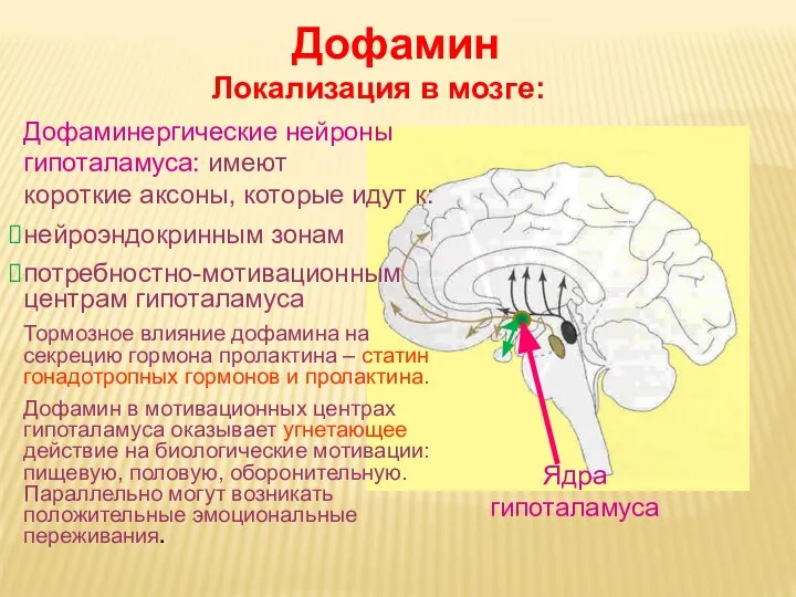 Дневное отделение фармацевтического факультета Ядра гипоталамуса Дофамин Локализация в мозге: Дофаминергические