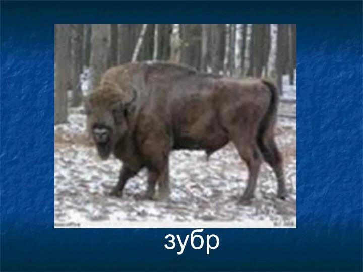 зубр