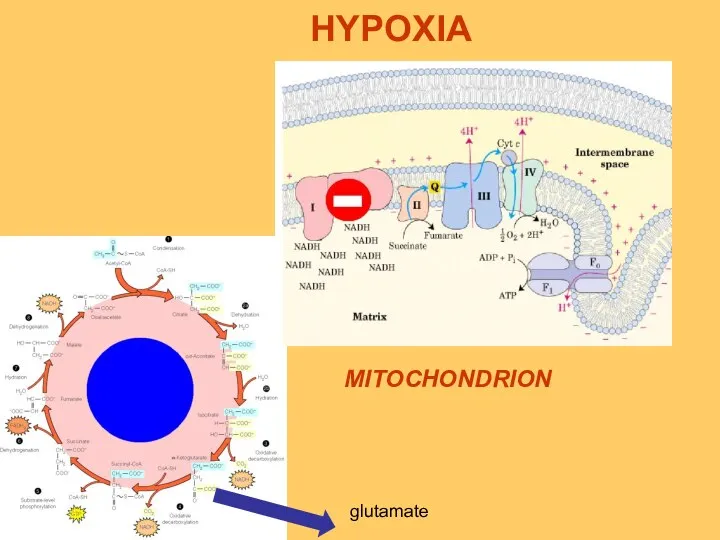 glutamate HYPOXIA MITOCHONDRION