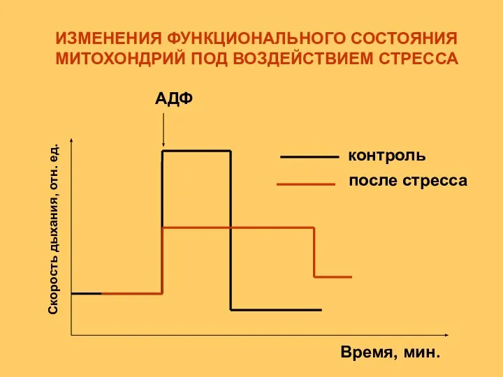 контроль после стресса АДФ Скорость дыхания, отн. ед. Время, мин. ИЗМЕНЕНИЯ