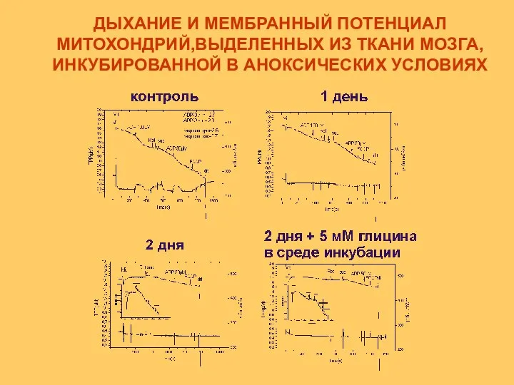 ДЫХАНИЕ И МЕМБРАННЫЙ ПОТЕНЦИАЛ МИТОХОНДРИЙ,ВЫДЕЛЕННЫХ ИЗ ТКАНИ МОЗГА, ИНКУБИРОВАННОЙ В АНОКСИЧЕСКИХ УСЛОВИЯХ