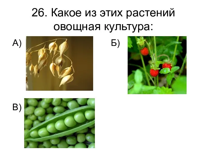 26. Какое из этих растений овощная культура: А) Б) В)