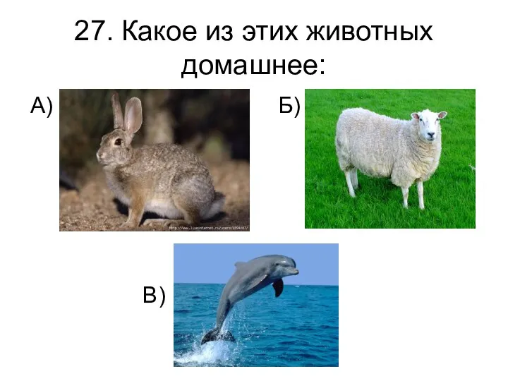 27. Какое из этих животных домашнее: А) Б) В)