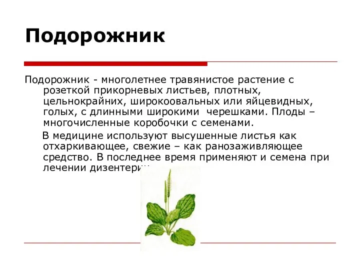 Подорожник Подорожник - многолетнее травянистое растение с розеткой прикорневых листьев, плотных,