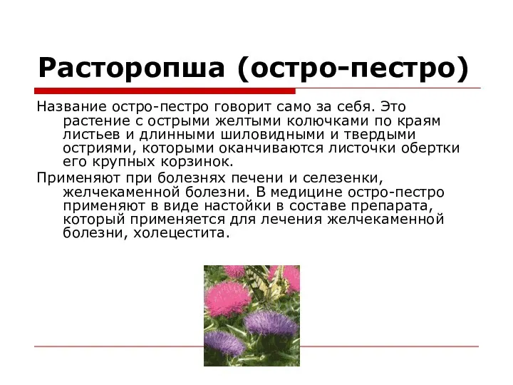 Расторопша (остро-пестро) Название остро-пестро говорит само за себя. Это растение с