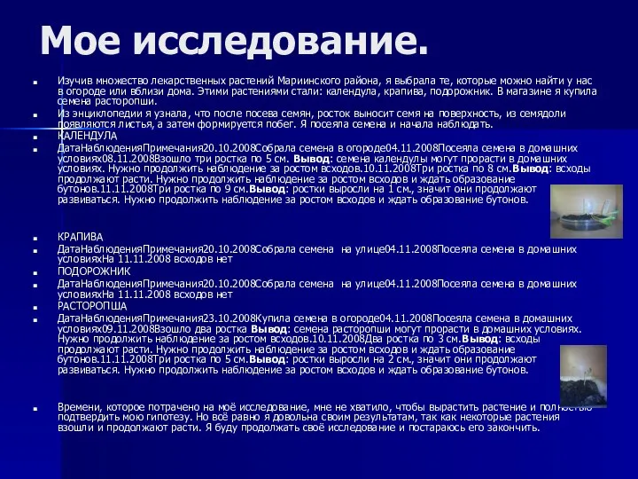 Мое исследование. Изучив множество лекарственных растений Мариинского района, я выбрала те,