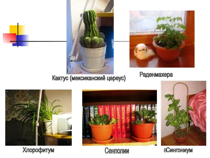 Сенполии Сингониум Раденмахера Кактус (мексиканский цереус) Хлорофитум