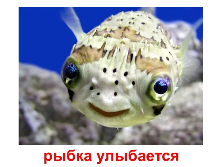рыбка улыбается