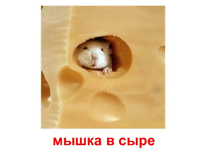мышка в сыре
