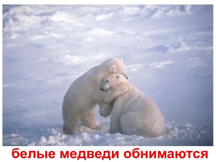 белые медведи обнимаются