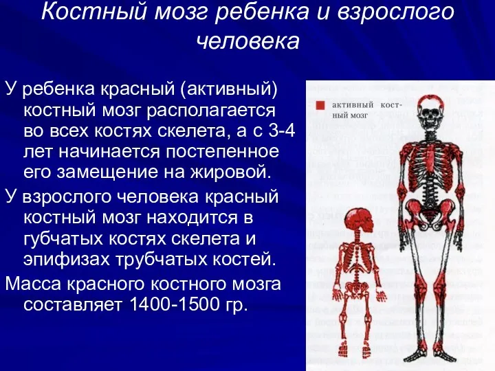 Костный мозг ребенка и взрослого человека У ребенка красный (активный) костный