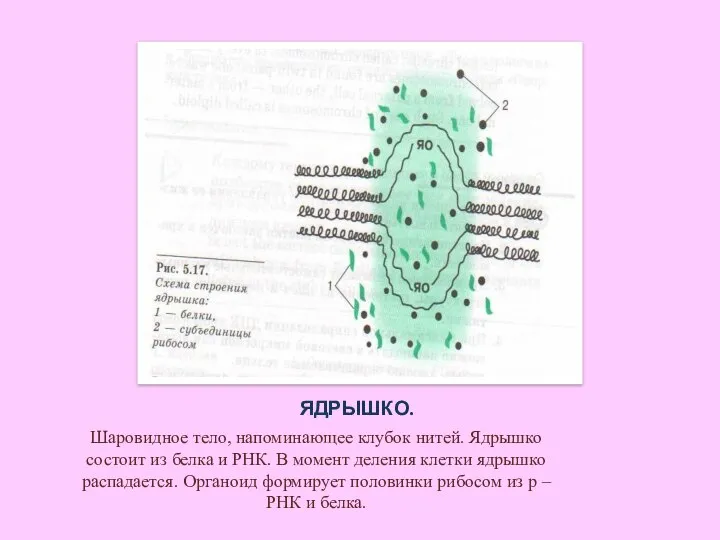 ЯДРЫШКО. Шаровидное тело, напоминающее клубок нитей. Ядрышко состоит из белка и