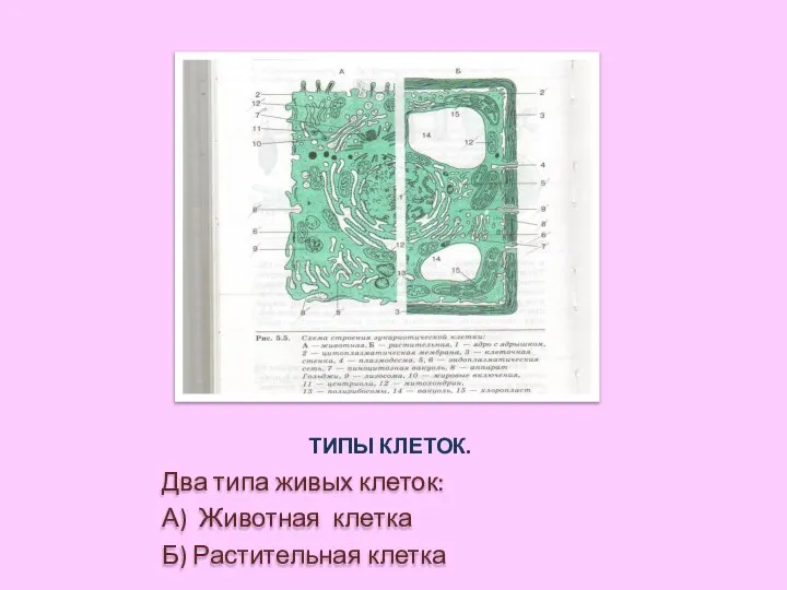 ТИПЫ КЛЕТОК. Два типа живых клеток: А) Животная клетка Б) Растительная клетка