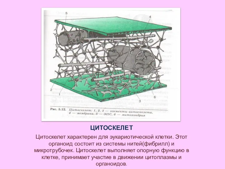 ЦИТОСКЕЛЕТ Цитоскелет характерен для эукариотической клетки. Этот органоид состоит из системы