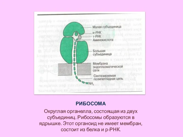 РИБОСОМА Округлая органелла, состоящая из двух субъединиц. Рибосомы образуются в ядрышке.