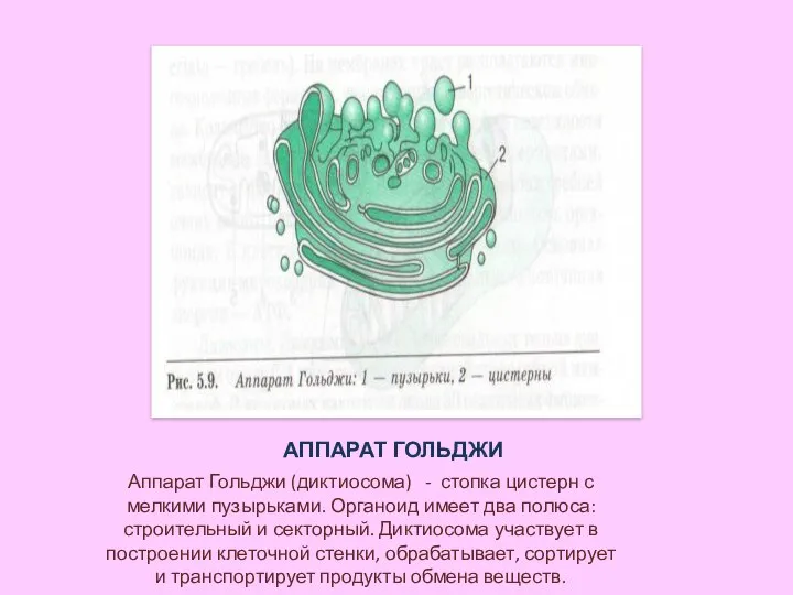 АППАРАТ ГОЛЬДЖИ Аппарат Гольджи (диктиосома) - стопка цистерн с мелкими пузырьками.