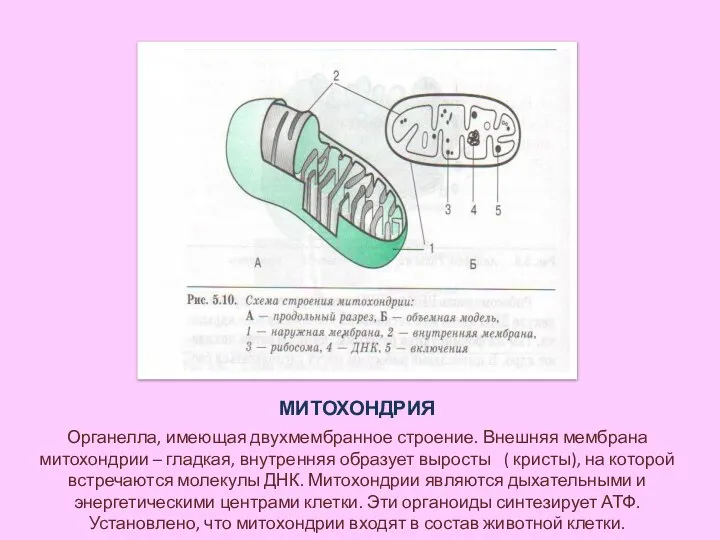 МИТОХОНДРИЯ Органелла, имеющая двухмембранное строение. Внешняя мембрана митохондрии – гладкая, внутренняя