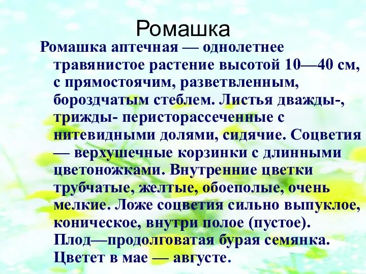 Ромашка Ромашка аптечная — однолетнее травянистое растение высотой 10—40 см, с