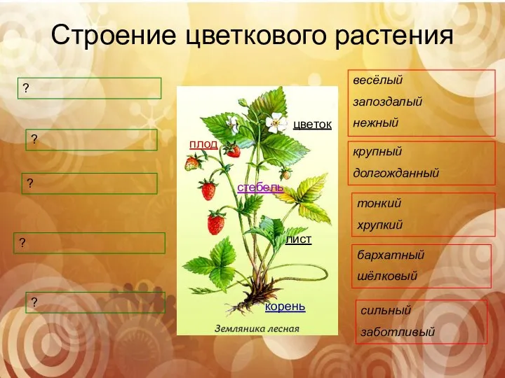 Строение цветкового растения цветок плод стебель лист корень ? ? ?