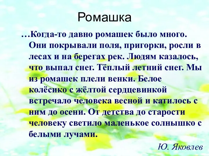 Ромашка …Когда-то давно ромашек было много. Они покрывали поля, пригорки, росли