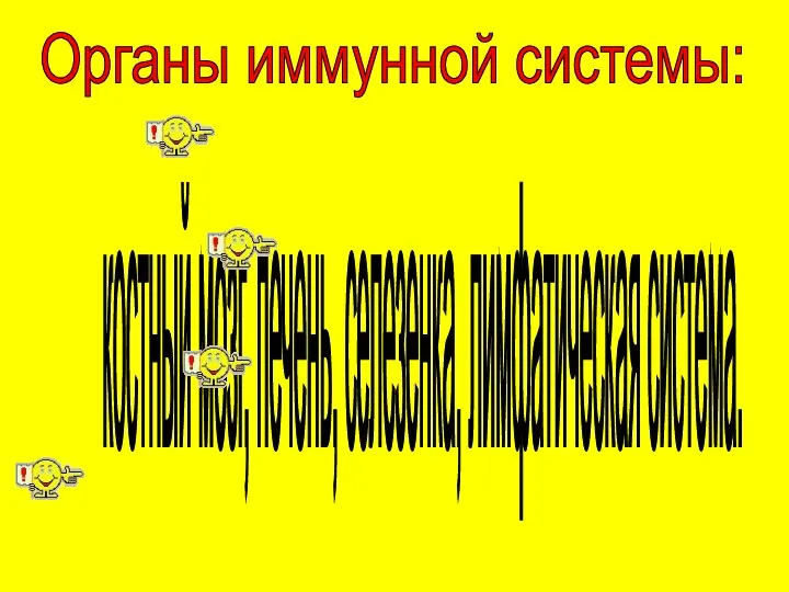 Органы иммунной системы: костный мозг, печень, селезенка, лимфатическая система.