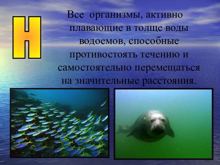 Все организмы, активно плавающие в толще воды водоемов, способные противостоять течению