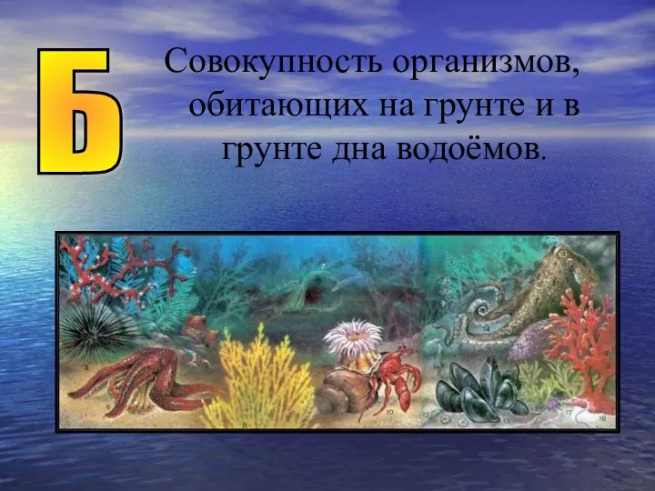 Совокупность организмов, обитающих на грунте и в грунте дна водоёмов. Б