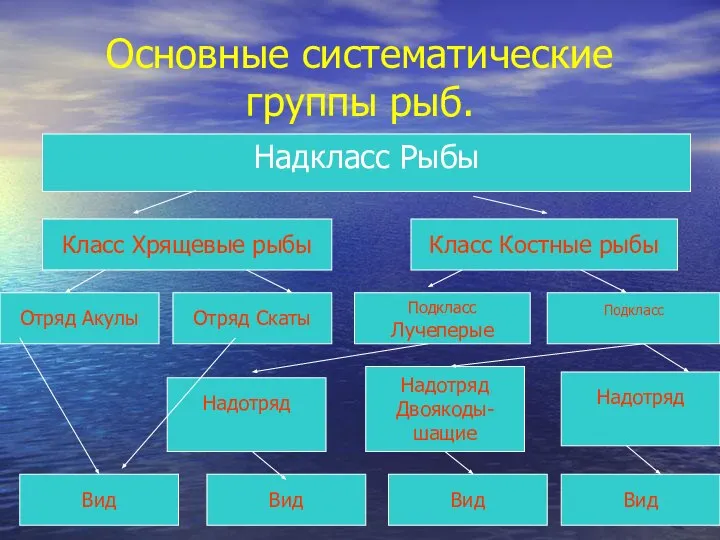 Основные систематические группы рыб. Надкласс Рыбы Класс Хрящевые рыбы Класс Костные