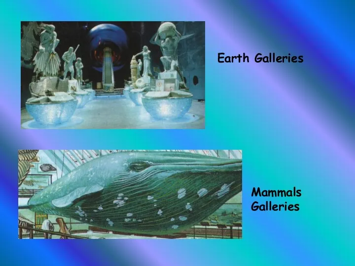 Earth Galleries Mammals Galleries