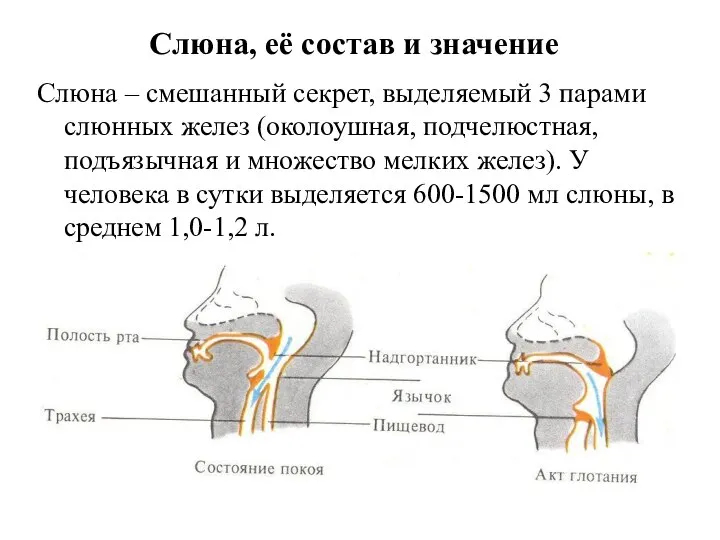 Слюна, её состав и значение Слюна – смешанный секрет, выделяемый 3