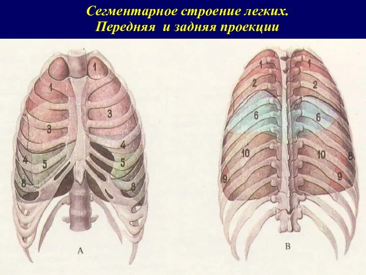 Сегментарное строение легких. Передняя и задняя проекции