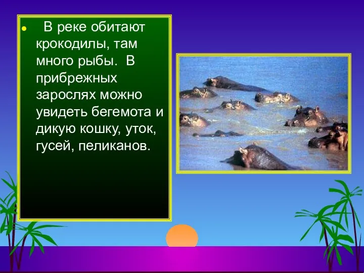 В реке обитают крокодилы, там много рыбы. В прибрежных зарослях можно