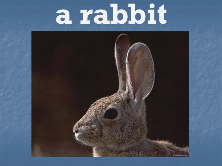 a rabbit
