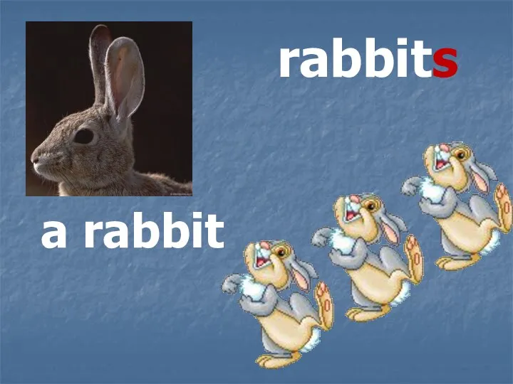 rabbits a rabbit