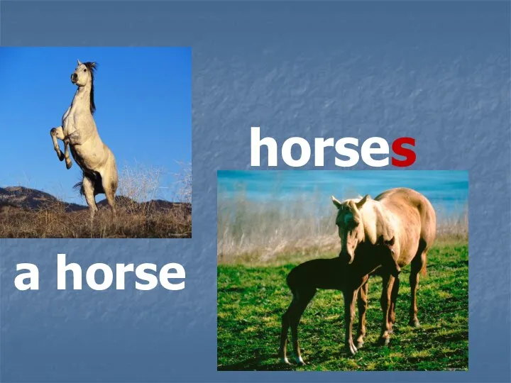 horses a horse
