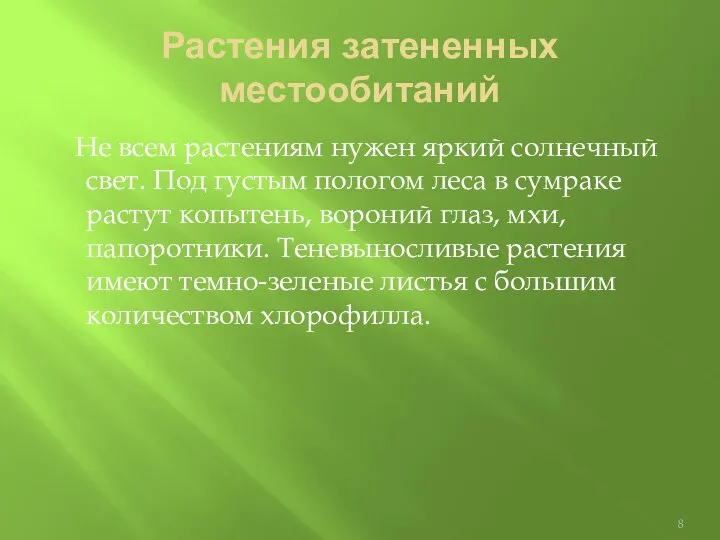 Растения затененных местообитаний Не всем растениям нужен яркий солнечный свет. Под