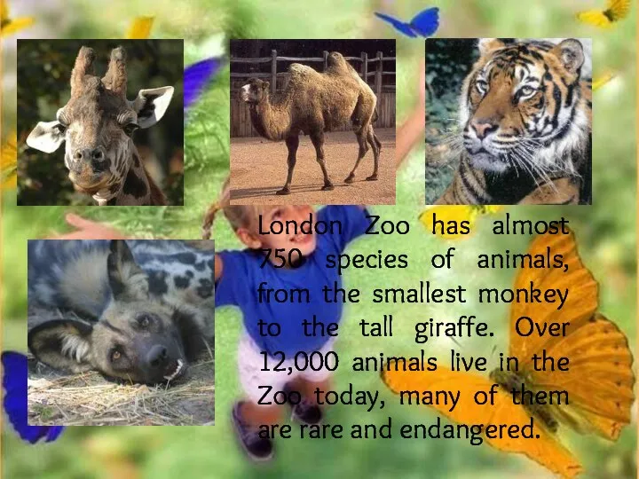 London Zoo has almost 750 species of animals, from the smallest