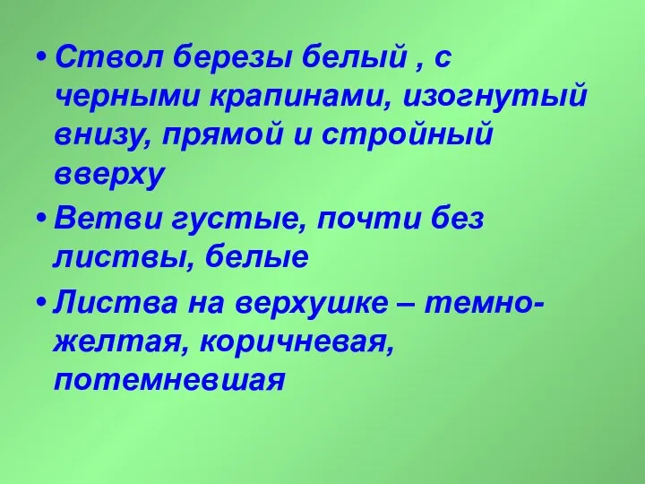 Ствол березы белый , с черными крапинами, изогнутый внизу, прямой и