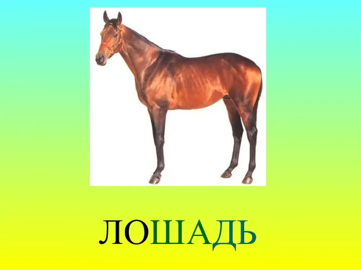 ЛОШАДЬ