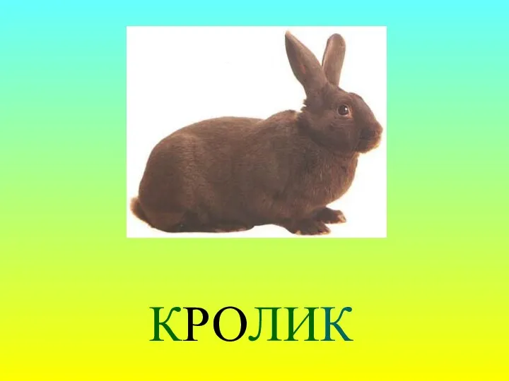 КРОЛИК