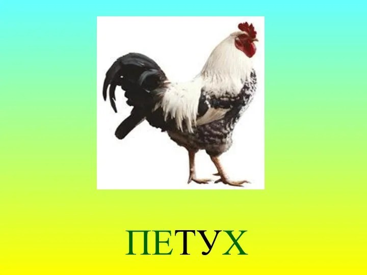 ПЕТУХ