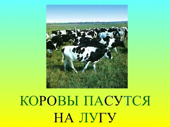 КОРОВЫ ПАСУТСЯ НА ЛУГУ