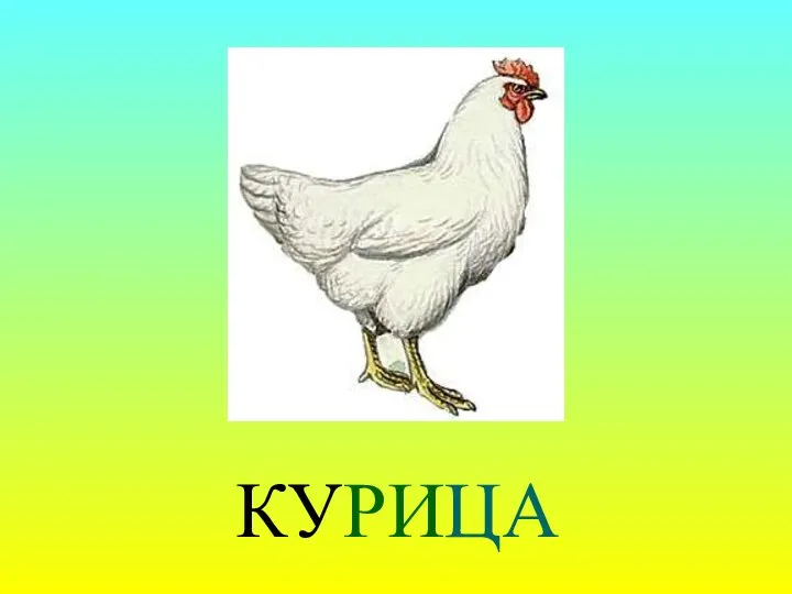 КУРИЦА